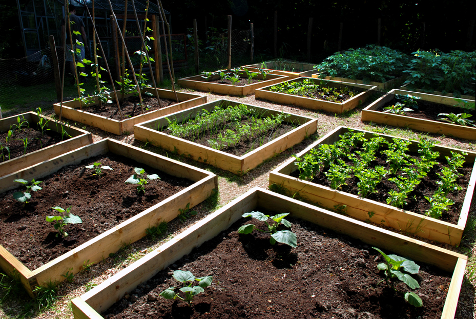 vegetable_patch_june_21